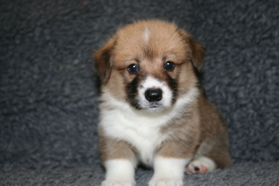 Puppies